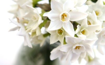 Harnessing the Power of Plants: Winter Wreath Refresh and Early Spring Bulbs